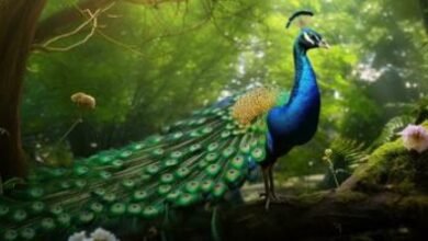 Beautiful:1itart6pd9k= Peacock