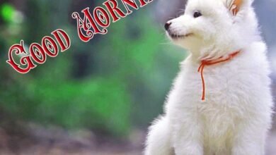 Beautiful:5dggzkdkohi= Good Morning Wish