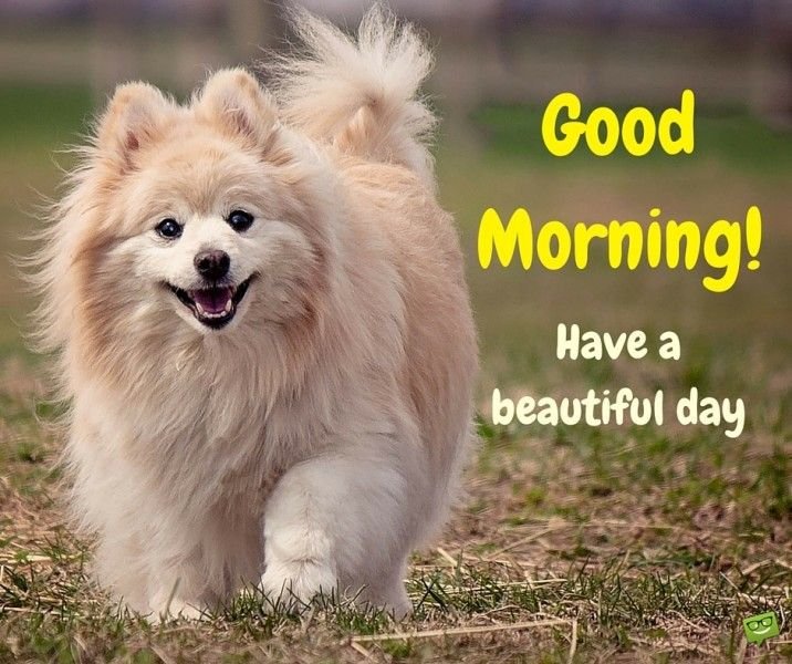 Beautiful:dog= Good Morning Wish