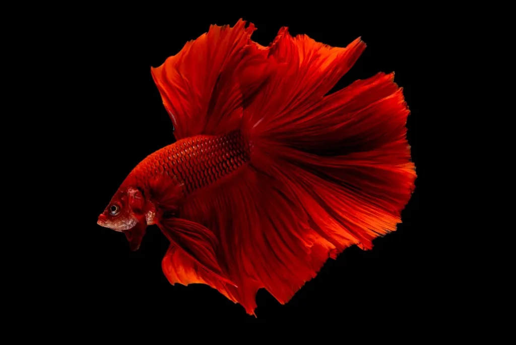 Beautiful:9hezeca5jla= Ocean Animals