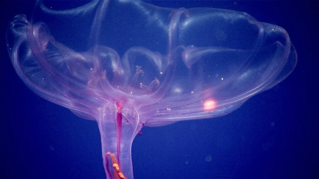 Beautiful:9hezeca5jla= Deep Sea Creatures