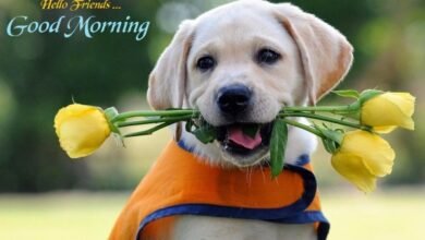 Beautiful:5dggzkdkohi= Good Morning Wishes Images