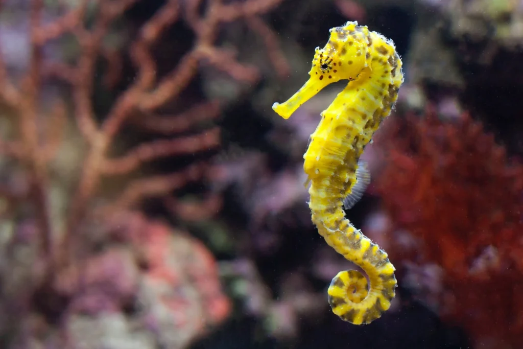 Beautiful:9hezeca5jla= Sea Animals