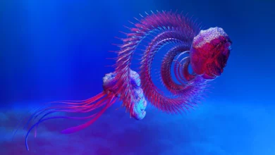 Beautiful:9hezeca5jla= Sea Animals