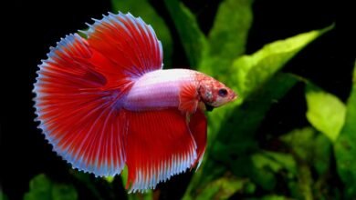 Beautiful:5cclph6upns= Betta Fish