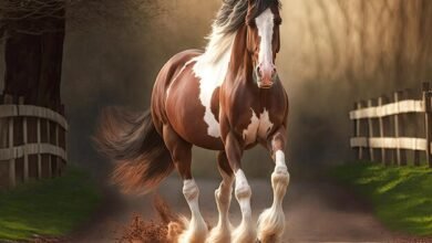 Beautiful:_Vat98ulafi= Clydesdale Horse