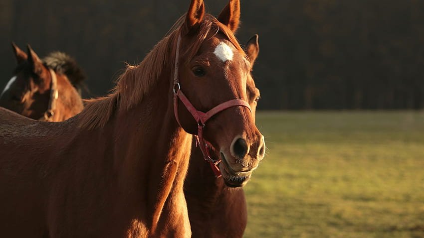 Beautiful:8z45q3iht_8= Horse Face