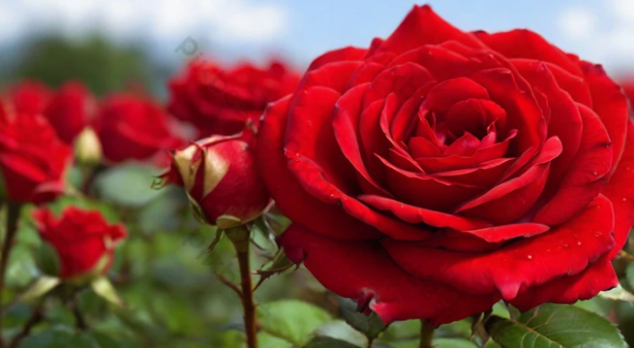 Red:Wfdfypv5c_W= Beautiful:1hjudxnb6eu= Rose