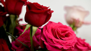 Rose:I9qmojqktok= Beautiful:2urmjh5oktq= Flowers