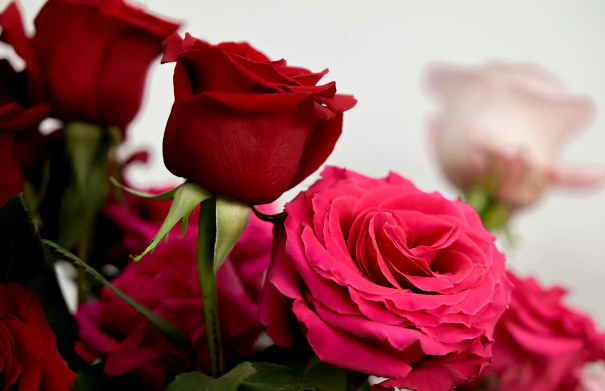 Rose:I9qmojqktok= Beautiful:2urmjh5oktq= Flowers