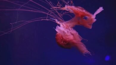 Beautiful:9hezeca5jla= Deep Sea Creatures