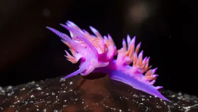 Beautiful:9hezeca5jla= Ocean Animals