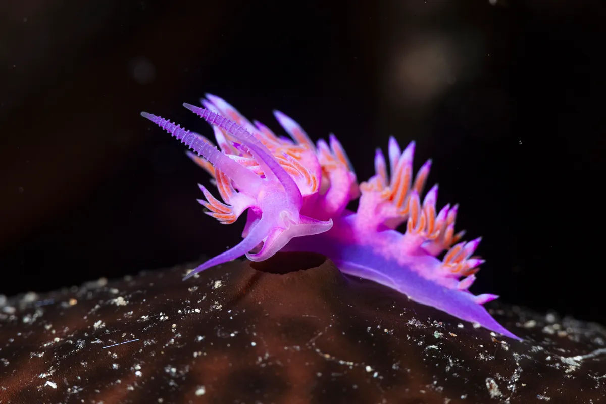 Beautiful:9hezeca5jla= Ocean Animals