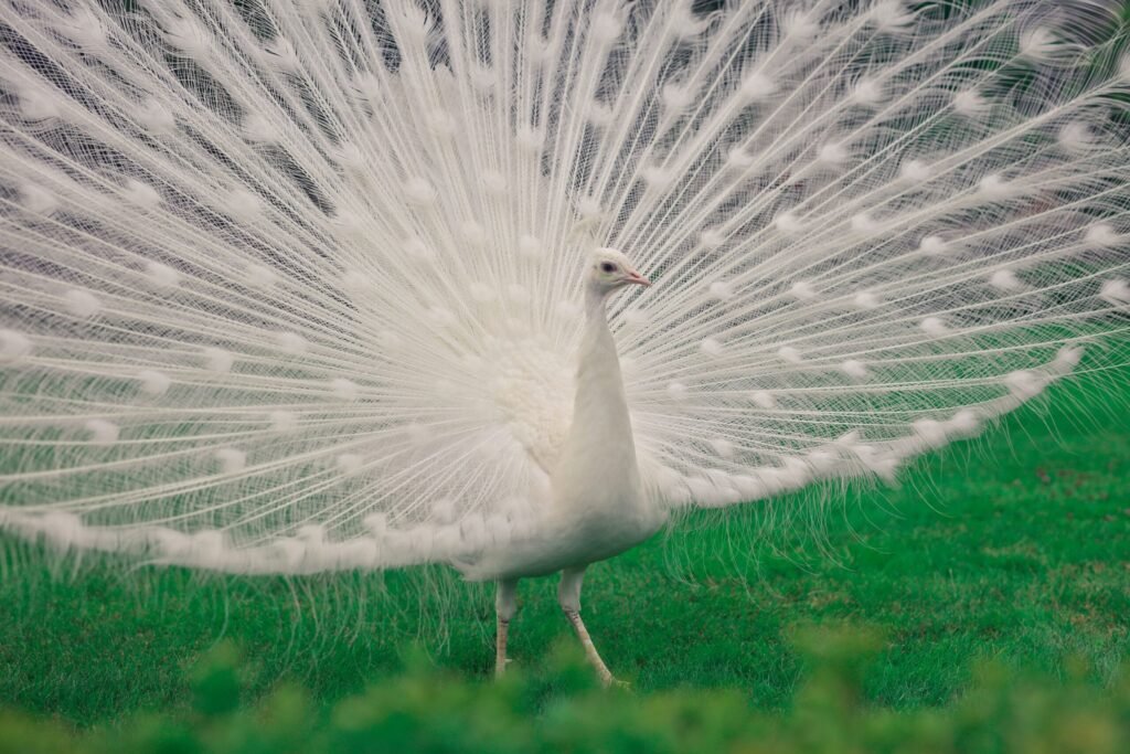 Beautiful:9kuekgvkatg= Peacock
