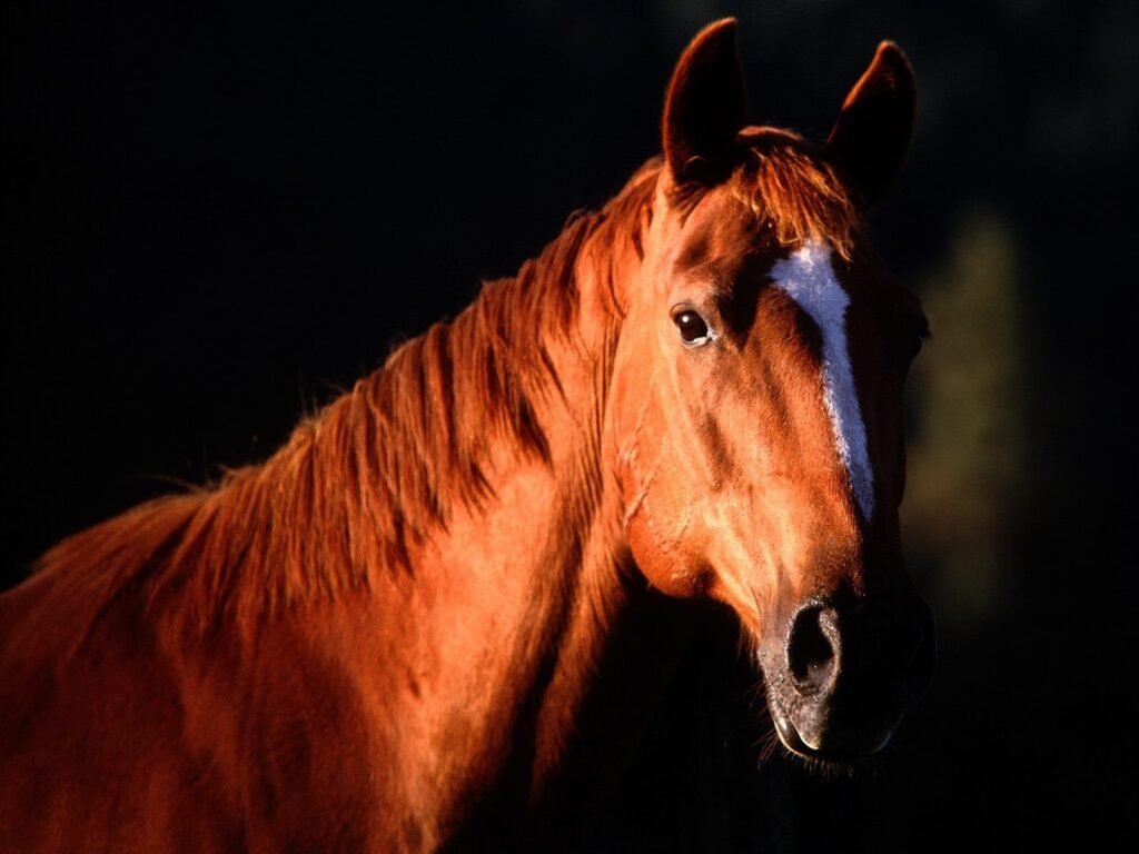 Beautiful:8z45q3iht_8= Horse Face