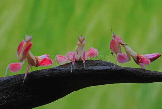 Beautiful:3p3zneknime= Orchid Mantis