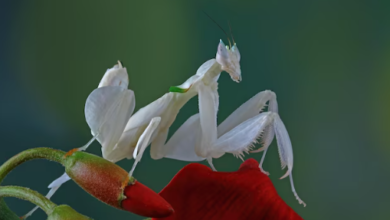 Beautiful:3p3zneknime= Orchid Mantis