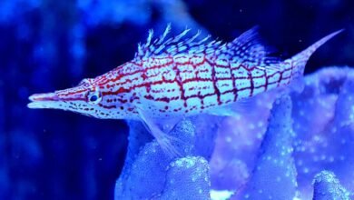 baja fins long hoi58y