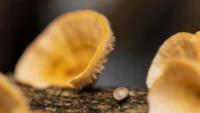 centralized identifier integrity log